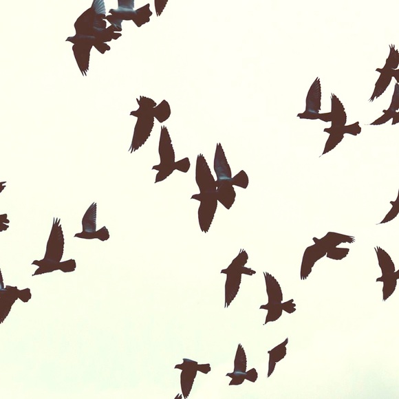 Meet your Posher, Sunny - Picture 2 of 2